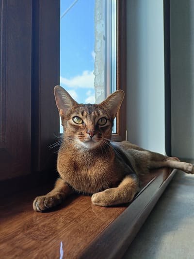 A short-haired tabby cat with pointed ears and green eyes is lying on a wooden windowsill. The cat has a brown coat with dark tabby markings. Its body is stretched out, with its front paws crossed and its hind legs extended. The cat is looking directly at the camera with a calm expression.
Behind the cat, a window reveals a bright blue sky with scattered white clouds. The windowsill is made of polished wood, reflecting the light from the window. To the left of the cat, a dark wooden frame is visible, suggesting the cat is sitting in a window frame. The overall scene suggests a peaceful domestic setting, likely during the daytime. The lighting indicates the sun is shining, casting shadows and highlighting the textures of the cat's fur and the wooden surface. No visible text is present in the image.
