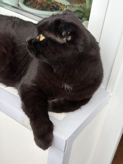 A black cat is resting on a white surface, possibly a windowsill, in what appears to be an indoor setting in Tsiolkovsky, Russia. The cat is lying on its side with its head down, its yellow eyes partially closed, suggesting it is relaxed or sleeping. Its fur is dark and appears sleek, with a few lighter-colored hairs visible on its chest. One of its paws is extended forward, resting on the white surface. To the left of the cat, a blurred image of a potted plant is visible, indicating the cat might be near a window. The white surface has some subtle textures and a light-colored trim where it meets another surface at an angle, suggesting an architectural element like a window frame or shelf. The lighting seems to be natural, possibly from daylight, but the overall mood is calm and peaceful. No visible text is present in the image.
