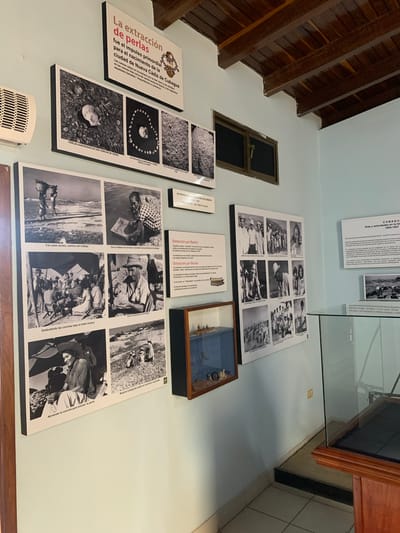 This image depicts an exhibit on pearl extraction at a museum in Boca del Río, Venezuela. The exhibit features a series of black and white photographs displayed on the wall. The photographs document various stages of the pearl extraction process, from collecting oysters to individuals opening shells and processing the pearls. Some images show people working in the water, on boats, and under shelters, highlighting the labor involved. Text panels in Spanish provide context and descriptions of the activities.

In addition to the photographs, a diorama showcasing a boat and underwater elements related to pearl diving is visible. A glass display case stands to the right of the diorama, partially obscuring another display within. The walls are painted a light blue, and a wooden-beamed ceiling is present. The floor appears to be tiled. The lighting in the room is ambient, with some shadows cast by the displays and ceiling beams. The overall impression is of a historical exhibit dedicated to the region's pearl diving heritage.