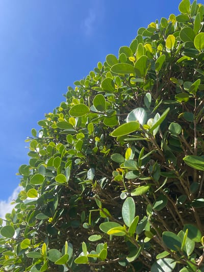 The image depicts green foliage against a bright blue sky. The leaves are small, rounded, and have a distinct light green border. They appear dense, obscuring the branches beneath. The sky is mostly clear, with a hint of a light cloud visible. The location cannot be determined to be Kledung, Indonesia, from the image alone.
