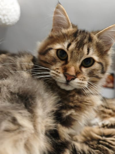 A close-up, eye-level shot of a brown tabby cat is captured against a light gray background. The cat's fur displays a mix of brown, black, and lighter tan stripes. Its large, dark eyes are directed towards the viewer, and its pink nose is prominent. The cat's long, white whiskers are clearly visible, fanning out from its muzzle. The background is mostly out of focus, with a hint of a white, textured object on the left and a blurred, colorful object on the right. The image is taken indoors, likely in a domestic setting. There is no information to suggest this scene is located in Morąg, Poland.