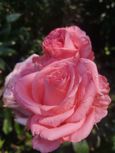 Two pink roses are shown in close-up. The rose in the foreground is fully bloomed and has water droplets on its petals. The rose in the background is partially visible and appears to be less open. The background is a dark green, out-of-focus foliage. The lighting suggests it is daytime and the scene is outdoors. There are no people or actions depicted in the image. The image is a photograph of flowers. The location in the city of Baryshivka, Ukraine, is not discernible from the visual information provided in the image.