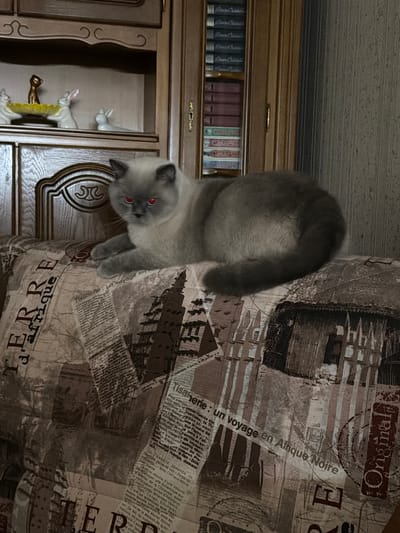 A plush British Shorthair cat with red eyes hangs upside down from a patterned couch. The couch fabric features a collage of newspaper clippings, stamps, and the text "Original" and "TERRE d'Afrique". To the left of the couch is a wooden bookcase with several shelves filled with books and decorative items. The bookcase has a decorative carved panel on one of its doors. The cat's fur is a light gray color. The scene appears to be indoors, in a room with wooden furniture and what looks like a textured ceiling. The lighting suggests it could be daytime. There is no indication of weather or a specific time of day beyond general indoor lighting. The cat's unusual posture and bright red eyes are the most striking visual elements.