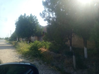 The image depicts a sun-drenched scene along a dirt road in Razzaqov, Kyrgyzstan. Tall evergreen trees, their lower trunks painted white, line the right side of the road. The sun's glare is prominent, creating a bright halo effect in the upper right quadrant of the image. In the background, a light-colored building with a dark roof is visible behind the trees. The road itself is unpaved and appears to be a rural or semi-rural thoroughfare, with dry grass and weeds growing along its edges. A side mirror of a vehicle is visible in the foreground, suggesting the photo was taken from inside a car. The overall environment is natural and somewhat unkempt, with a clear sky and bright sunlight.
