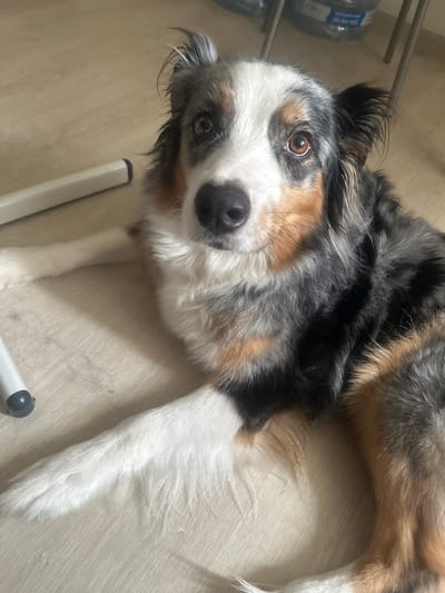 A medium shot captures an Australian Shepherd dog lying on a light-colored wooden floor. The dog's head is turned towards the camera, with its brown eyes and black nose clearly visible. Its fur displays a tri-color pattern of black, white, and tan. To the left of the dog, a white metal chair leg with a dark gray cap is visible. In the background, out of focus, are large clear water bottles. The scene appears to be indoors, with no specific city landmarks or identifiable details indicating the location in Prikubanskiy, Russia.