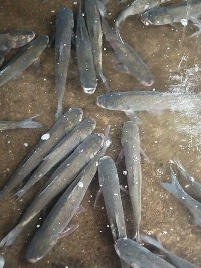 A high-angle forensic view captures a dense aggregation of over two dozen elongated, dark-scaled fish in shallow, turbid water with a brown, sediment-laden appearance. The fish, estimated at 15-30 cm in length, display a uniform dark grey-brown coloration with scattered small white or reflective lesions/bubbles on their dorsal and lateral surfaces. They are oriented in multiple directions, some heads up, others horizontally or vertically, exhibiting swimming movements. Numerous small, spherical air bubbles are present on the water's surface and adhering to the fish, particularly around their heads and gills, indicative of water aeration or fish activity. The scene is located in Balykchi, Uzbekistan, depicting an aquatic containment area such as a pond or tank.