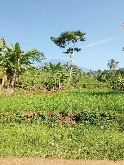 The image displays an agricultural landscape in Sukajaya, Indonesia, under a clear, bright blue sky with minimal cloud cover and a faint contrail in the upper right. The immediate foreground features a concrete or paved surface, followed by an area of uncultivated green grass where a small, light-colored object, possibly litter, is present. Immediately beyond this, a field of vibrant green, young rice plants is visible, occupying a significant portion of the midground. The terrain rises gradually behind the rice paddies, populated with numerous banana plants characterized by large green leaves. Scattered among the banana plants are various other trees, including a prominent tall tree with a full green canopy positioned in the central-right. In the far background, a range of mountains or hills forms a darker silhouette against the sky. No people, animals, or active interactions are visible. The scene is brightly illuminated by natural sunlight.