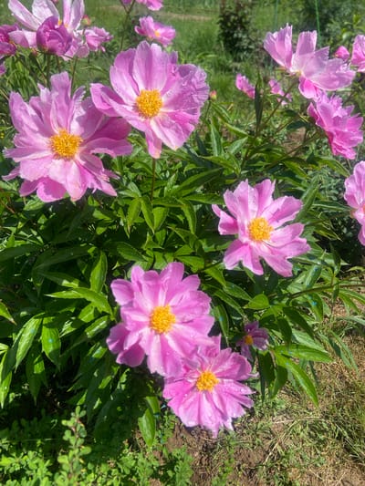In Kostiunino, Russia, a close-up, sunlit, eye-level shot captures a dense cluster of pink peonies with yellow centers, glistening with dew or water droplets. The flowers are in various stages of bloom, some fully open with ruffled petals, while others remain as buds. They are surrounded by lush, dark green foliage, also speckled with water. The ground beneath the peonies is a mix of dry grass, soil, and some low-lying green plants. In the background, out-of-focus greenery and hints of more flowers suggest a garden or park setting.