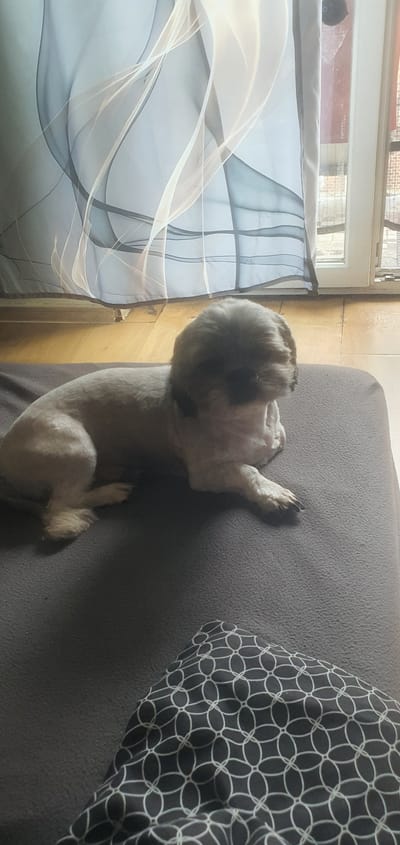 A shih tzu dog is resting on a dark gray sofa in front of a window with sheer curtains and wooden flooring. The dog has a fresh haircut, with its fur trimmed short. Behind the dog, the sheer curtains have an abstract pattern of flowing lines in white and gray. The wooden floor is visible beneath the curtains and extends to the right, where a window frame is present. In the foreground, a corner of a cushion with a black and white geometric pattern is visible. The scene appears to be indoors, likely in a residential setting.