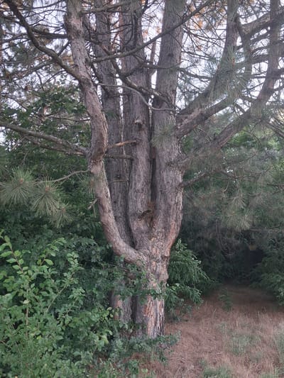 The image is a landscape orientation photograph taken outdoors. The main subject is a large, gnarled tree trunk, with thick branches extending upwards and to the left. The bark of the trunk is rough and textured, with visible cracks and ridges. Several pine needles are visible clustered on the branches. Surrounding the tree trunk and branches is dense green foliage. To the right of the tree, there is a path or clearing covered in dry, brown grass and some scattered green bushes. The overall impression is of a natural, wooded setting. The lighting suggests it is daytime, with no strong shadows indicating a specific time of day. No people, objects, or text are visible in the image.