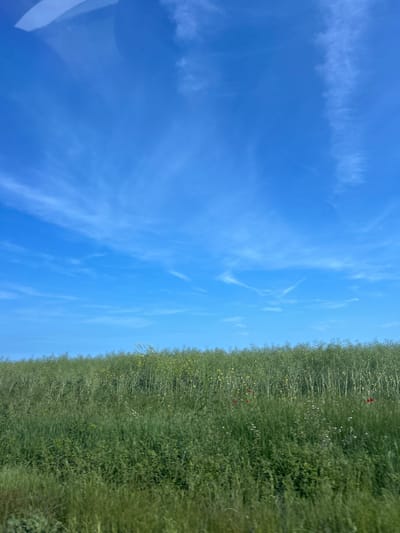 A vibrant outdoor landscape captured in Kichevo, Bulgaria, presents a clear blue sky above a lush green field. The image is oriented vertically, showing the horizon line running down the right side, separating the sky from the terrestrial view.

The sky occupies approximately two-thirds of the frame, displaying a brilliant, uniform blue color, characteristic of a bright, sunny day. Scattered across the blue expanse are wispy, delicate white clouds, likely cirrus or cirrocumulus, stretching thinly across the upper atmosphere. These clouds add texture and movement to the otherwise expansive blue.

The remaining third of the image is dominated by a dense field of tall, verdant plants. The field appears to be an agricultural crop or wild meadow, characterized by a rich tapestry of green foliage. Interspersed within the green, several small red flowers, strongly resembling poppies, are visible, adding splashes of vibrant color. Additionally, smaller yellow and white blossoms can be seen amidst the greenery, suggesting a diverse flora within the field. The plants are tall and dense, creating a sense of depth and abundance.

There are no people or man-made objects visible in the scene. No specific activity or event is taking place; the image is a static portrayal of a natural environment. The bright lighting and clear sky suggest it is daytime, likely mid-morning or early afternoon, with calm and pleasant weather conditions. No discernible text is present in the image.