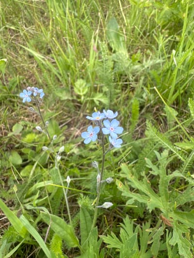 In Maksimovshchina, Russia, a close-up, eye-level shot captures a patch of wild, green grass and vegetation. The focus is on two delicate stems of forget-me-not flowers. The stem on the left displays a cluster of small, pale blue flowers, each with a yellow center. The stem on the right has a few similar blue flowers, one of which is slightly out of focus. Both stems are adorned with small, unopened buds and are covered in fine, light-colored hairs. The surrounding foliage is lush and varied, with blades of grass, fern-like leaves, and some broader, serrated leaves. A single, brown grasshopper is perched on a broad, green leaf in the lower right portion of the frame. The lighting suggests it is daytime, likely overcast, as there are no harsh shadows. The image composition is vertical, emphasizing the height of the plants.