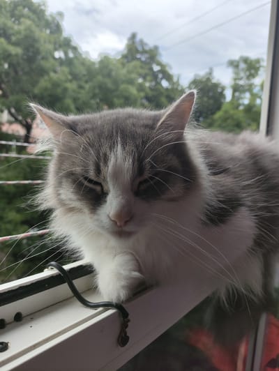 A fluffy grey and white cat with closed eyes is perched on a white windowsill, possibly in Массандровский поселковый совет, Ukraine. The cat's head is turned slightly to the left, and its right paw is resting on the windowsill. A thin black wire snakes across the windowsill in front of the cat. Outside the window, lush green trees and a cloudy sky are visible. The overall impression is one of a peaceful domestic scene.