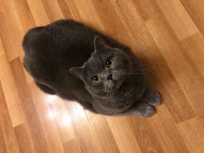 An overhead shot captures a plush, grey British Shorthair cat with striking yellow eyes resting on a warm-toned wooden floor. The cat is positioned centrally, its body taking up a significant portion of the frame, with its head tilted upwards and looking directly at the camera. Its fur appears dense and soft, and its paws are tucked neatly beneath its body. The wooden floor displays a natural grain pattern, with planks running diagonally across the image, creating a sense of depth and texture. The lighting is even, highlighting the sheen on the cat's fur and the smooth surface of the floor. The environment appears to be an indoor setting, possibly a living space, in Московский Ветеран Снт, Russia.