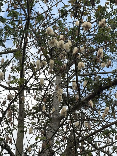 The scene depicts the upper canopy of a kapok tree in Bale, Indonesia, viewed from below against a partly cloudy, light blue sky. Numerous dark-toned branches extend across the frame, some bearing sparse clusters of green palmate leaves. The tree is heavily laden with mature kapok pods. Many pods are open, revealing their voluminous, creamy-white, fibrous contents, which hang distinctly from the branches in various shapes. Other intact, closed pods, oblong in shape and varying from green-brown to dark brown, are also visible. No individuals or objects other than the tree and sky are present.