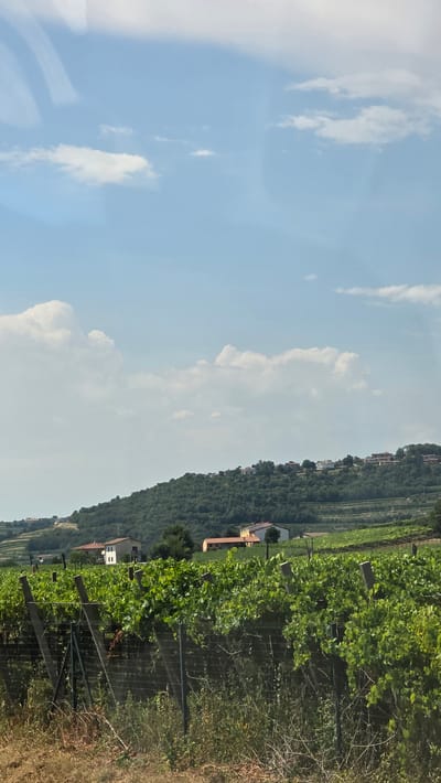 The image depicts a sunlit hillside covered in lush green vineyards, characteristic of the Colognola ai Colli region in Italy. The scene is captured from a slightly elevated perspective, looking across the terraced vineyards that climb the gentle slope. A weathered wooden fence, intertwined with a metal mesh, runs along the foreground, separating the viewer from the rows of grapevines. Beyond the vineyards, a scattering of houses and buildings with terracotta roofs are visible, nestled into the hillside. The sky above is a brilliant blue, dotted with scattered white clouds, suggesting a clear and pleasant day. The bright sunlight casts distinct shadows, highlighting the texture of the leaves and the contours of the land. There is no discernible activity or event taking place, rather it is a serene landscape shot. The time of day appears to be late morning or early afternoon, judging by the quality of light. No text is visible in the image.