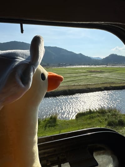 This media file captures a close-up view of a stuffed toy, likely a chick, resting against a window. The toy is predominantly yellow with a small orange beak and a black eye. It is partially obscured by a light blue plush material.
The scene outside the window is a picturesque landscape. Rolling green hills or mountains rise in the background, silhouetted against a bright blue sky with a few wispy clouds. In the middle ground, there are vibrant green rice paddies, reflecting the sunlight. Adjacent to the paddies is a body of water, possibly a river or canal, its surface shimmering with the reflected light of the sun. The lush green vegetation borders the water, adding to the natural beauty of the setting.
The time of day appears to be late morning or early afternoon, given the bright sunlight and the long shadows cast by the sun. The weather seems pleasant and clear. The overall mood conveyed is one of tranquility and a gentle appreciation for the natural scenery. The presence of the stuffed toy suggests a personal element, perhaps a traveler enjoying the view from a train or a vehicle.
There is no visible text in the media file. The location context provided is Hoa Xuan, Vietnam, which aligns with the visual cues of rice paddies and lush greenery.