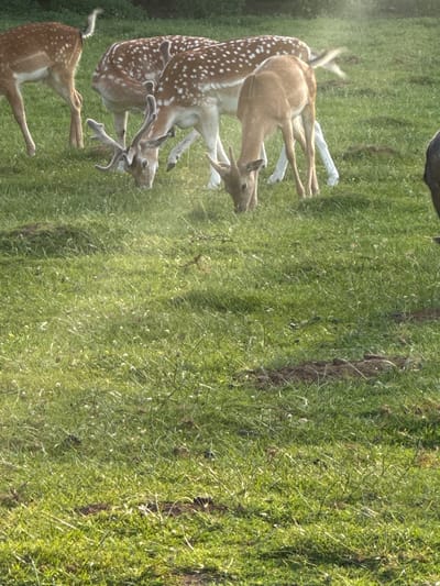 A herd of fallow deer are grazing on a grassy field in Brentwood, United Kingdom. The deer are in various stages of life, with some adults and younger fawns present. The field is covered in green grass and scattered wildflowers. Sunlight is filtering through the trees, creating dappled light on the ground. The deer appear relaxed and unconcerned by the presence of the photographer.