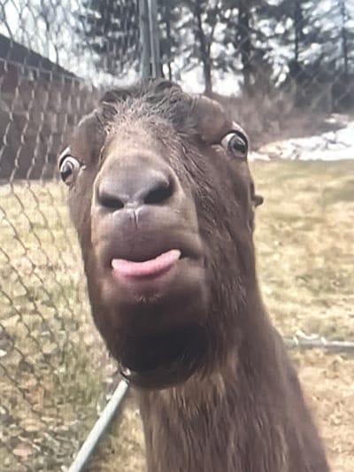 An adult brown goat with its tongue sticking out is facing the camera directly. Its eyes are wide open and looking forward. The goat is behind a chain-link fence, and in the background, there are trees with bare branches and patches of snow on the ground. The environment appears to be outdoors in a rural or semi-rural setting. There is no indication of this scene being in Pruszcz Gdański, Poland, as no landmarks or identifying features are present.