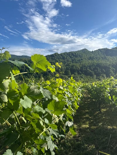 The image depicts a lush vineyard on a mountainside under a bright blue sky dotted with fluffy white clouds. In the foreground, vibrant green grape leaves and vines dominate the frame, their textures and forms catching the sunlight. The leaves are broad and lobed, with serrated edges, indicating healthy growth. Sunlight casts dappled shadows through the foliage onto the ground, which appears to be covered in grass and possibly some dry vegetation.

In the background, a densely forested mountain slopes upwards, its green canopy stretching towards the sky. The mountain appears to be covered in a variety of trees, creating a textured, undulating surface. The sky itself is a brilliant blue, with wispy cirrus clouds and larger, more cumulus-like formations scattered across it. The overall impression is one of a serene and fertile natural landscape.

The image seems to have been taken during the daytime, likely late morning or early afternoon, given the bright sunlight and clear sky. The weather appears to be pleasant and sunny, ideal for grape cultivation. The scene suggests a rural, agricultural setting, possibly in a mountainous region known for its vineyards. The orientation of the image is vertical. No people or specific objects beyond the grapevines and natural scenery are visible. There is no visible text in the image. The location context of Khvanchkara, Georgia, is known for its wine production, which aligns with the visual evidence of a vineyard.