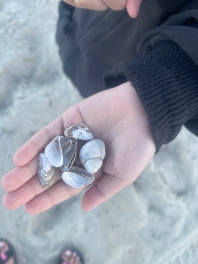 A close-up shot shows a person's open palm holding several small seashells. The hand is light-skinned, and the seashells are mostly white and gray, with some showing darker markings. One shell, at the top of the palm, is a complete, rounded spiral shell. The others appear to be fragments or smaller bivalve shells. The background is out of focus and appears to be sand, suggesting a beach or sandy environment. The person is wearing a dark, ribbed sleeve, possibly from a jacket or sweatshirt, which covers part of their wrist. To the right of the hand, out of focus, are two feet wearing sandals, with painted toenails visible. The overall lighting suggests it might be daytime, possibly overcast or in shade, given the diffused light. There is no visible text in the image. The scene conveys a sense of collecting or admiring small natural objects found in a sandy environment.
