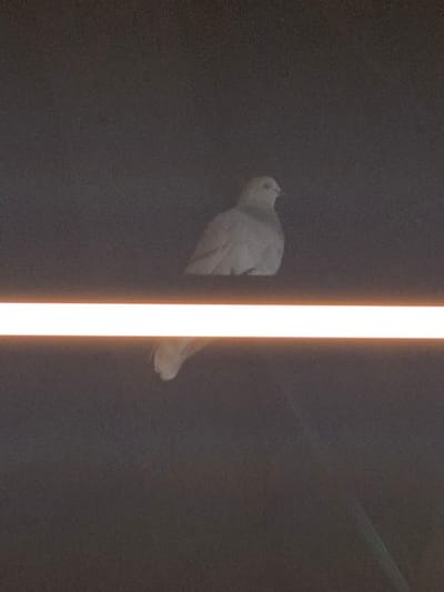 A bird is perched between two surfaces with a light strip between them. The location is not specified.
