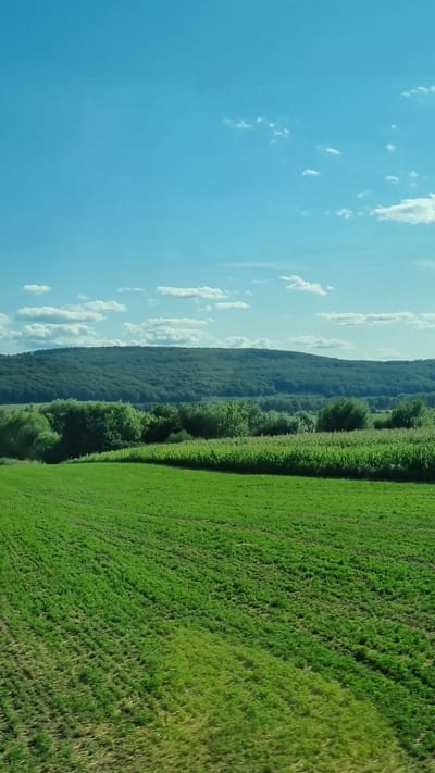 An expansive, verdant agricultural landscape under a bright blue sky dotted with scattered white clouds. In the foreground, a lush green field, possibly planted with a crop like clover or alfalfa, exhibits distinct rows of growth. Beyond this field lies a band of dense green trees, acting as a visual buffer. Further in the background, a large, forested hill rises, its slopes covered in a dense canopy of dark green foliage. The image depicts a rural scene in Pătrăuți, Romania, characterized by rolling hills, agricultural fields, and abundant vegetation. No people or specific structures are visible in the frame.