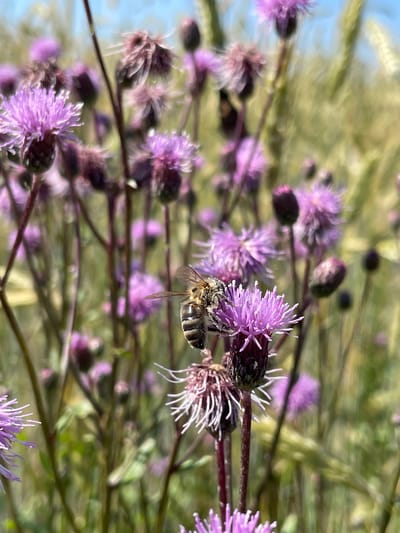 A close-up shot captures a bee, with fuzzy, segmented black and yellow stripes and translucent wings, perched on a bright purple thistle flower. The bee is positioned on the right side of the frame, facing the flower. The flower itself has delicate, spiky petals and a dark center. The background is filled with more purple thistles and blurred green foliage, suggesting a field or garden environment. The lighting indicates a bright, sunny day, possibly in the city of Syam-Mozhga, Russia, given the mention of the location. The image focuses on the intricate details of the bee and flower, with a shallow depth of field that blurs the surrounding elements.