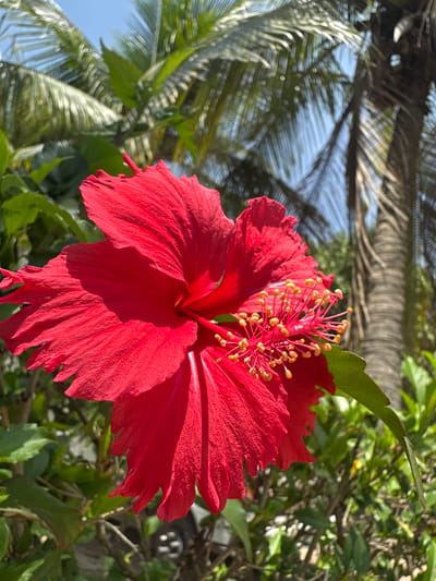 A bright red hibiscus flower is in full bloom, filling the left and center of the frame. The flower's petals are ruffled and textured, with a prominent stamen cluster featuring yellow pollen-tipped anthers. Green foliage surrounds the flower, some of which is in sharp focus while other parts are blurred. In the background, blurred palm fronds and the trunk of a palm tree are visible against a bright blue sky. The scene appears to be an outdoor setting, likely in a tropical or subtropical climate, possibly in or near Juan Mina, Colombia, given the presence of palm trees and abundant greenery. There are no people or animals visible in the image.