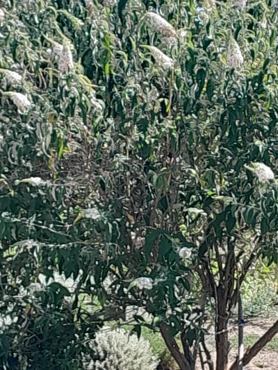 The image shows a dense bush with numerous green leaves and clusters of white flowers. The bush is growing outdoors, with some lighter-colored foliage and the hint of branches visible in the background. A thin, gray wire runs horizontally across the lower portion of the image, and a narrow, dark vertical post is visible on the right side. The overall impression is of a natural setting with some man-made elements. The location is in the city of Illinka, Ukraine.