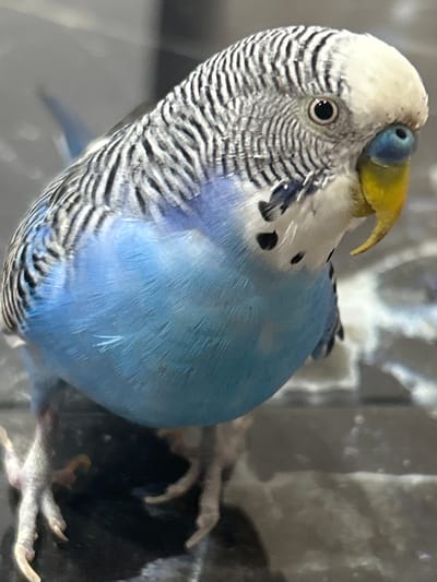 A budgerigar is shown in a close-up, head-and-shoulders shot. The bird has a white head, with black and white striped feathers covering its back and wings. Its chest and belly are a vibrant blue. The bird has a yellow beak and a blue cere. Its eye is black and beady. The background is out of focus, appearing to be a textured, grayish surface with some blurry white shapes. The image is well-lit, highlighting the bird's intricate feather patterns and bright colors. There is no discernible location in Staromyshastovskaya, Russia.