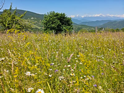 This media file depicts a vibrant, sun-drenched meadow overflowing with a diverse array of wildflowers. The foreground is dominated by a dense carpet of yellow and white flowers, interspersed with touches of purple and green grasses. Some flowers are in sharp focus, revealing delicate petals and intricate details, while others recede into a soft bokeh, creating a sense of depth and abundance.
In the middle ground, a large, lush green tree stands prominently, its leaves appearing full and healthy. To the left, another tree with sparser foliage and visible branches adds a contrasting texture to the scene. A rustic wooden fence post, weathered by the elements, is also visible, hinting at the rural setting. Beyond the meadow and trees, rolling green hills form the middle distance, leading the eye towards a majestic mountain range in the background. These mountains are capped with snow, their peaks sharply defined against a clear, bright blue sky.
The overall impression is one of a peaceful, natural landscape bathed in bright, natural light, suggesting a warm, clear day, likely late spring or summer. The abundance of wildflowers and the snow-capped mountains indicate a location with varied topography and a pleasant climate. There are no people or specific events depicted; the focus is entirely on the natural beauty of the scene. The location is identified as Ukeshi, Georgia. No visible text is present in the media file.