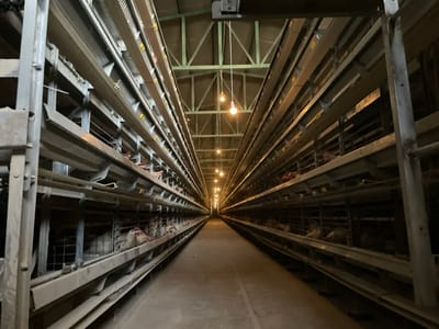 The image displays the interior of a commercial poultry farming facility in Shuyene Vosta, Afghanistan. A long, central concrete aisle extends into the distance, flanked on both sides by extensive, multi-tiered steel cage systems. Each system consists of at least four to five vertical levels of individual wire cages, densely populated with numerous white-feathered chickens visible in the lower and middle tiers. Integrated feeding troughs and yellow-colored watering nipple lines are visible along the cage fronts. Overhead, a linear series of unshaded incandescent light bulbs are suspended along the aisle's length, providing illumination to the somewhat dim and dusty environment. The ceiling features an exposed metal truss structure, with green-painted beams discernible. No human individuals are present; the chickens appear static within their confined enclosures, reflecting a large-scale, industrial livestock operation.