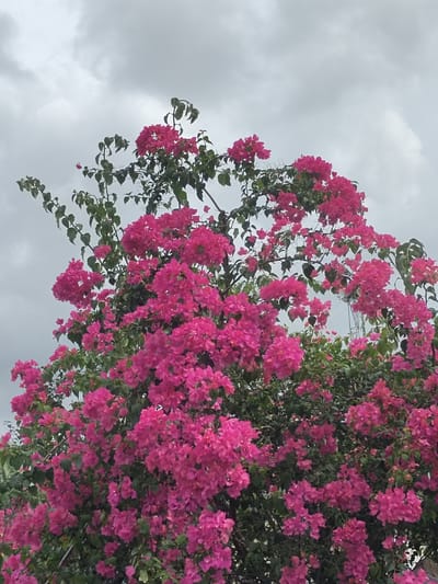 The image shows a dense, blooming bougainvillea plant with vibrant pink bracts and green foliage against a cloudy sky. The plant is the primary subject, filling the majority of the frame from the bottom to the top. The sky is overcast and grey, suggesting a cloudy or potentially rainy day. The plant appears to be outdoors, likely in a garden or public space. No people or specific landmarks are visible, making it impossible to definitively place it in Tanjongteungkuali, Indonesia, based solely on the visual information. However, bougainvillea is a common ornamental plant in tropical and subtropical regions, including Indonesia. The scene is still and focuses solely on the natural elements of the plant and the sky.