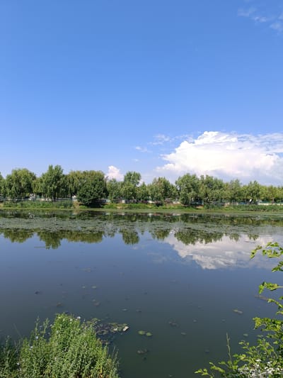 The image captures a tranquil scene of a calm body of water, likely a lake or river, bordered by a lush green treeline. The sky above is a vibrant blue, punctuated by scattered white clouds. The trees, predominantly deciduous with full foliage, stand tall and reflect their images onto the water's surface, creating a mirror-like effect. The water itself appears dark and slightly murky, with patches of lily pads or other aquatic vegetation visible. Along the edge of the water, in the foreground, there is a dense growth of green plants, some with small white flowers. In the distance, beyond the trees, the reflection suggests the presence of a park or recreational area with some structures or pathways. This scene is located in Târgu Jiu, Romania, and specifically depicts the area near the Jiu River, possibly within or adjacent to the city's parks and green spaces. There are no people or animals visible in the frame.