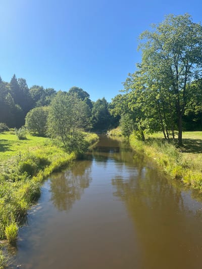 This is a vertical, eye-level, medium shot of a narrow, brown river flowing through a natural landscape under a clear blue sky. The river occupies the lower half of the frame, its surface reflecting the surrounding greenery and the sky. On the left bank, a grassy area is visible with scattered patches of taller grass and some small white wildflowers. Further back, a line of trees with dense green foliage forms a backdrop. The right bank is also lined with grass and trees, with a larger, mature tree with a full canopy dominating the mid-ground. The overall impression is one of a tranquil, sunlit natural setting. This scene is likely located in Toila, Estonia, possibly in the vicinity of the Toila-Oru Park, known for its picturesque natural features and proximity to the coast.