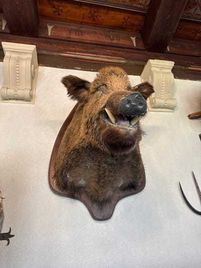 The image shows a taxidermied wild boar head mounted on a wooden plaque displayed on a light-colored wall. The boar's mouth is open, revealing its tusks. The wall appears to be textured. Part of an ornate wooden ceiling and wall paneling is visible to the left of the boar. A decorative wall bracket is positioned above and below the boar's head. The image was taken in Cochem, Germany.