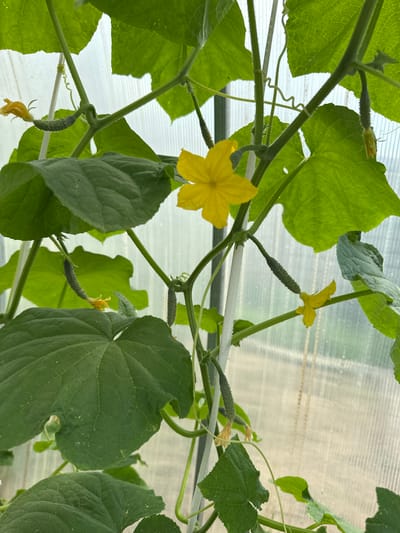 In a greenhouse located in Қосшы, Kazakhstan, a cucumber plant with developing fruits and yellow flowers is shown. The plant is supported by stakes and its vines are intertwined. The background consists of the translucent walls of the greenhouse, revealing a bright, possibly overcast, sky outside.