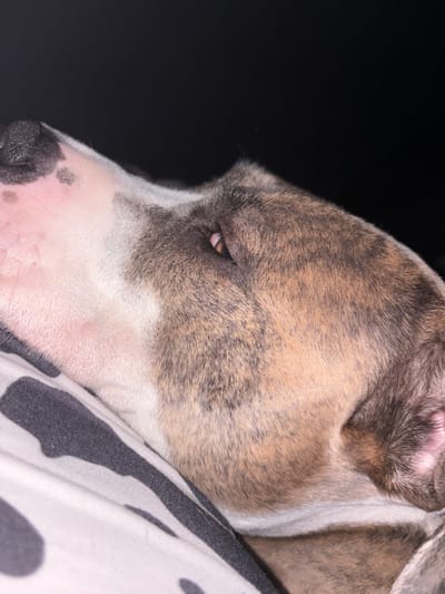 The image is a close-up, low-angle shot of a dog's head and upper body, taken indoors against a dark background. The dog appears to be a brindle pit bull or similar breed with patches of white fur on its muzzle and chest. Its left eye, which is light brown, is visible and partially open. The dog is lying down on a black and white patterned blanket. The overall impression is one of a pet resting comfortably. There is no information available to place this image in the city of Kalisz, Poland.