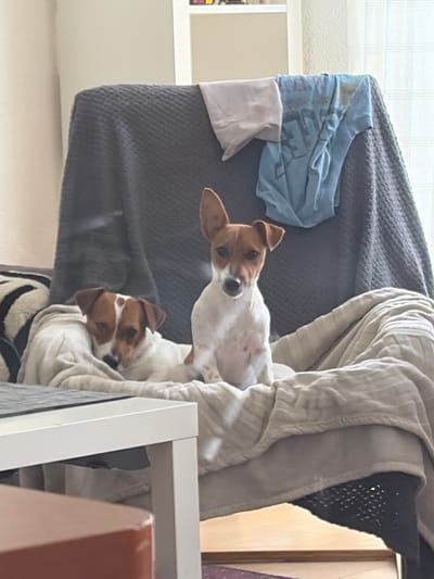 Two Jack Russell Terrier dogs are resting on a couch. The dog on the left is lying down and partially covered by a blanket, with its head resting on a pillow. The dog on the right is sitting upright and looking towards the camera. The couch is covered with a dark grey throw blanket, and a light beige blanket is draped over the dogs. A blue t-shirt and a white t-shirt are casually placed on the back of the couch. In the foreground, a white table is partially visible, and the edge of a wooden object is seen at the bottom of the frame. The background appears to be an indoor domestic setting, possibly a living room, with natural light filtering in from a window with blinds. There is no indication of the specific location in Lelystad, Netherlands.