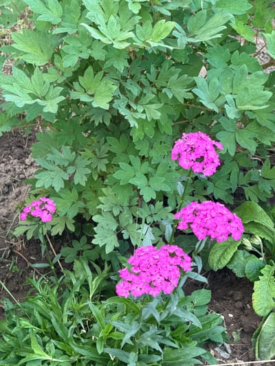 This media file is a close-up, overhead shot of a garden bed featuring several clusters of vibrant pink flowers, likely Dianthus. The flowers are in bloom, with multiple small, ruffled petals forming dense, rounded heads. They are interspersed with lush green foliage, characterized by deeply lobed, compound leaves. Some of the leaves appear to have a slightly rough texture.

The background consists of dark soil, indicating the flowers are planted directly in the ground. There are also other types of greenery present, including some broader, less dissected leaves on the right side of the frame. The lighting suggests it is daytime, with no harsh shadows indicating direct midday sun. The overall impression is one of a well-maintained garden in a naturalistic setting. No people, objects, or text are visible in the image. The location context provided is Zhodzina, Belarus.