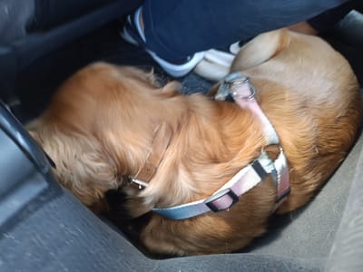 A medium-sized, light brown dog is curled up in a dark, confined space, possibly the footwell of a car. The dog is wearing a pink and blue harness. A person's leg and a partially visible white and black shoe are in the background. The location is not possible to determine from the image.