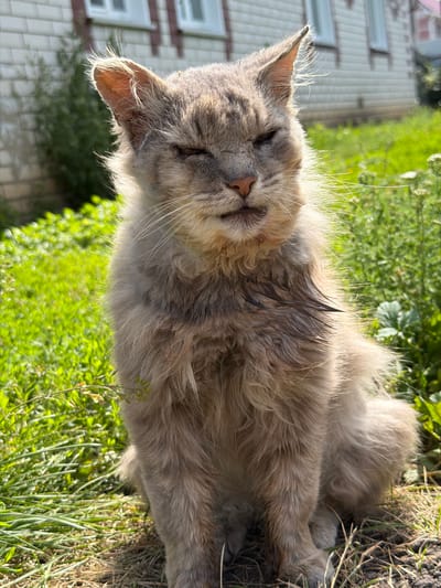 A medium-shot, eye-level outdoor photograph shows a fluffy, gray cat sitting on the ground in what appears to be the backyard of a house in Petryaksa, Russia. The cat, with its eyes squinted, is facing the camera. Its fur is somewhat matted and appears damp in places, particularly around the chest area. The background consists of lush green grass and vegetation, with a light-colored brick building visible behind the cat. Sunlight illuminates the scene, casting shadows and highlighting the cat's fur. The overall impression is one of a domestic animal resting in a natural outdoor environment.