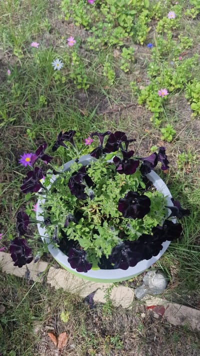 The image shows a close-up view of a white planter filled with dark purple petunias, set on the ground amidst greenery. The planter has a light green rim. Around the planter, the ground is covered with grass and soil, with some scattered dry leaves. In the background, there are more plants, some with small pink and white flowers, and a small blue flower can be seen in the middle ground. To the right of the planter, a small, light grey, bird-shaped garden ornament is visible. The overall scene appears to be an outdoor garden setting. This image was taken in Jesteburg, Germany.