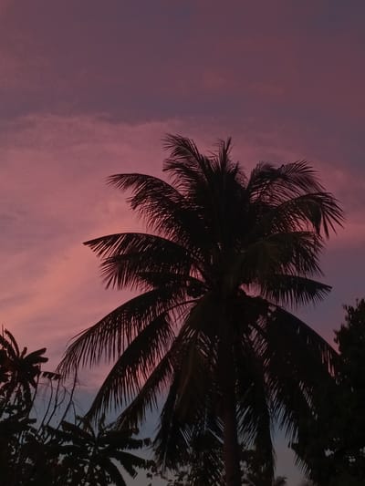 This image captures a serene sunset over Koronadal City, Philippines. A silhouetted palm tree dominates the foreground, its fronds spread wide against a backdrop of a vibrant pink and purple sky. The sky is painted with soft, wispy clouds, typical of a tropical twilight. To the left and right, other trees and foliage are also silhouetted, adding depth to the scene. The overall impression is one of natural beauty and tranquility at the end of the day in this South Cotabato capital.