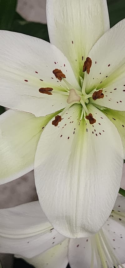 The image is a close-up, vertical shot of a white lily flower. The flower's petals are white with a slight green tinge near the center. Several brown anthers with dark red pollen are visible, along with numerous small, dark red speckles scattered across the petals. The background is out of focus, with dark green foliage and a muted gray area suggesting a wall or surface. The lighting is soft, highlighting the delicate texture of the petals. No specific location in Sderot, Israel, can be identified from this image.