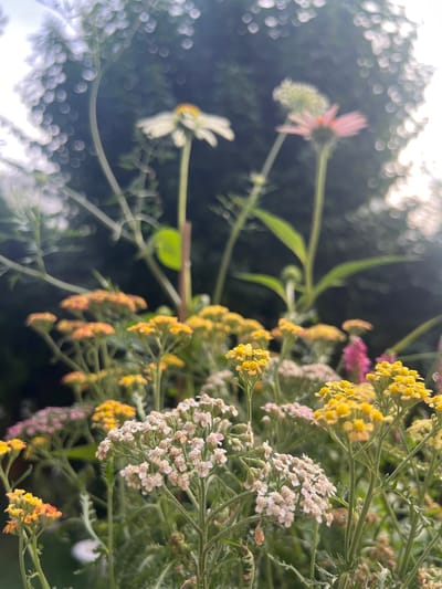 The image captures a close-up view of a garden in Moosburg, Germany, featuring a variety of blooming flowers. In the foreground, clusters of small, delicate white and pink flowers are visible, possibly yarrow. Interspersed among them are brighter yellow flowers, also appearing in clusters. In the background, slightly out of focus, are larger flowers with white and pink petals, identifiable as a daisy and an echinacea, respectively. The overall setting suggests a vibrant and well-maintained garden, with the soft focus and bokeh effect indicating natural light filtering through foliage. The scene is peaceful and depicts a natural outdoor environment.