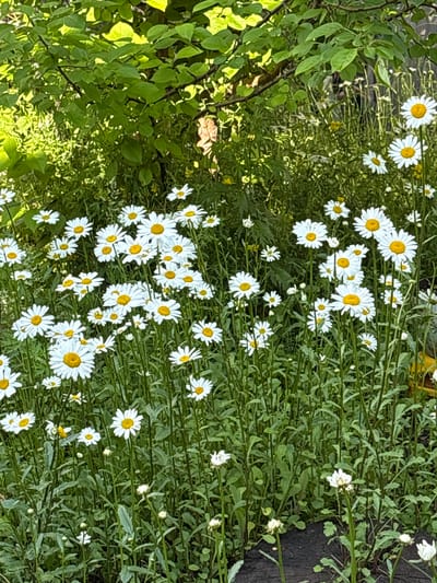 This media file shows a close-up view of a patch of white daisies with yellow centers, interspersed with green foliage. The daisies are in various stages of bloom, with some fully open and others still as buds. The background is a dense field of green leaves and stems. The lighting suggests it is daytime, with sunlight casting shadows and highlighting some of the flowers. The scene appears to be outdoors in a natural setting, possibly a garden or meadow. There are no people, objects, or text visible in the image. The overall impression is one of natural beauty and tranquility. The location context of Bratsk, Russia, suggests this image was taken in a place that experiences distinct seasons, and this scene likely represents a summer or late spring view.