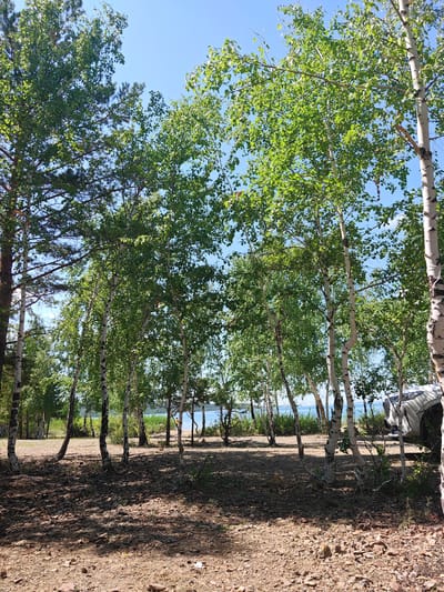 A sun-dappled forest floor of dirt and small stones is in the foreground, with shadows cast by numerous slender birch trees with white bark. A few taller pine trees are visible on the left. In the background, a body of water is visible through the trees, with a hazy, tree-lined shore. A white vehicle is parked to the right, partially obscured by the trees. The sky is clear and blue. This scene is likely in Lobanovo Rural District, Kazakhstan.