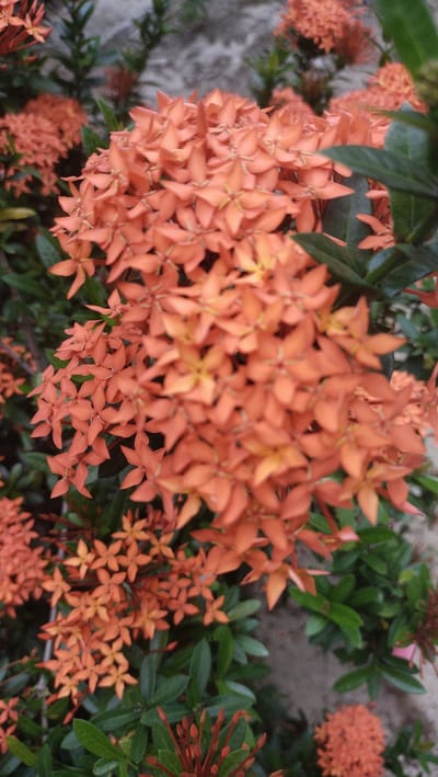 A close-up, shallow depth of field, vertical shot captures a cluster of vibrant orange Ixora flowers in bloom. The flowers are densely packed, with each individual bloom consisting of four small, pointed petals. Some of the flowers are in sharp focus, revealing intricate detail, while others fade into a soft blur in the foreground and background. Lush, dark green leaves provide a contrasting backdrop to the fiery orange blossoms. The lighting suggests it is daytime, with a soft, diffused light illuminating the scene. The image appears to be taken outdoors, likely in a garden or natural setting, possibly within the city of Kruengbaroblangme, Indonesia, given the mention of the location. There are no people or animals present in the frame. The overall impression is one of natural beauty and floral abundance.